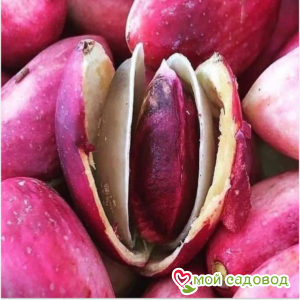 Миндаль Нефритовый